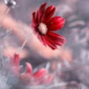 Meet your Posher, Natalia